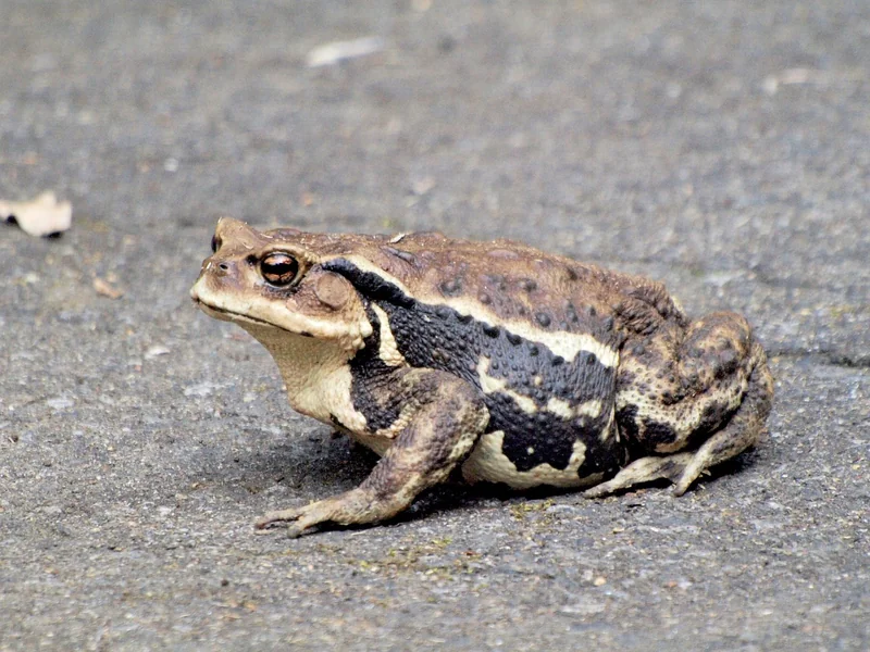 L’outil technique indispensable : Screaming Frog (et pourquoi tu ne peux pas t’en passer)